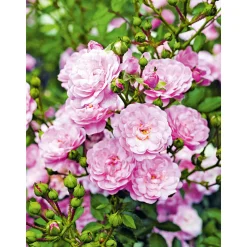 Plantiflor Bodendeckerrose Fairy-Sorten Topf Durchmesser 19 cm