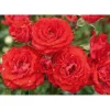 Plantiflor Bodendeckerrose rosa Topf Durchmesser 19 cm
