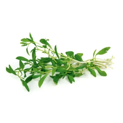 Plantiflor Bohnenkraut Topf 12 cm