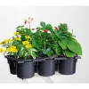 Plantiflor Bunter Balkonkasten Tradition 6er-Pack
