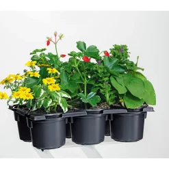 Plantiflor Bunter Balkonkasten Tradition 6er-Pack
