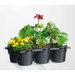 Plantiflor Bunter Balkonkasten Tradition 6er-Pack