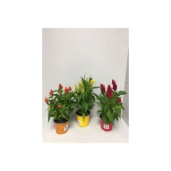 Plantiflor Celosie Kelos verschiedene Farben T12
