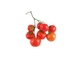 Plantiflor Cherrytomate plastikfrei Topf Durchmesser 12 cm