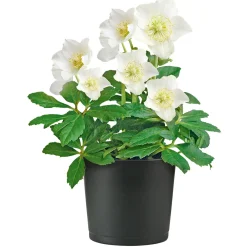 Plantiflor Christrose Christmas Carol Top Durchmesser 12 cm