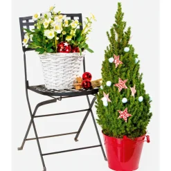 Plantiflor Christrose Christmas Carol Top Durchmesser 12 cm