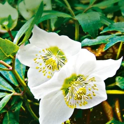 Plantiflor Christrose Topf Durchmesser 15 cm