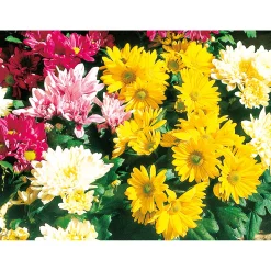 Plantiflor Chrysantheme Eintrieber Topf Durchmesser 10,5 cm