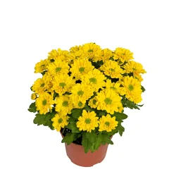 Plantiflor Chrysantheme Swifty Topf- Durchmesser 10,5 cm