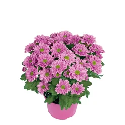 Plantiflor Chrysantheme Swifty Topf- Durchmesser 10,5 cm