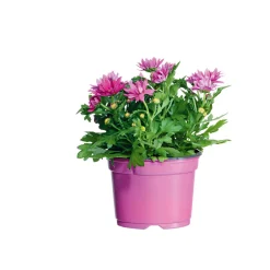 Plantiflor Chrysantheme Swifty Topf- Durchmesser 10,5 cm