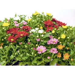 Plantiflor Chrysantheme Swifty Topf- Durchmesser 10,5 cm