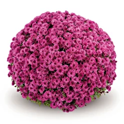 Plantiflor Chrysanthemen-Busch Topf Durchmesser 19 cm