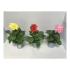 Plantiflor Dahlien verschiedene Farben T 10,5