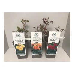 Plantiflor David Austin Rosen-Mix Topf Durchmesser 19 cm