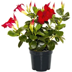 Plantiflor Dipladenie Busch T10,5 verschiedene Farben