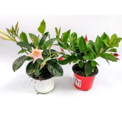 Plantiflor Dipladenie Busch T10,5 verschiedene Farben