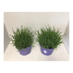 Plantiflor Echter Lavendel T19