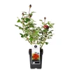 Plantiflor Edel-Duftrose rot Topf 23 cm