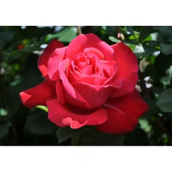 Plantiflor Edel-Duftrose rot Topf 23 cm