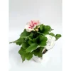 Plantiflor Edelgeranie 2-farbig weiß-mix T12