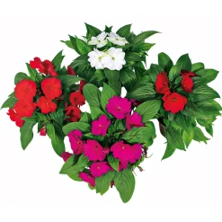 Plantiflor Edellieschen T12 versch Farben