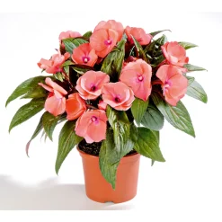 Plantiflor Edellieschen T12 versch Farben