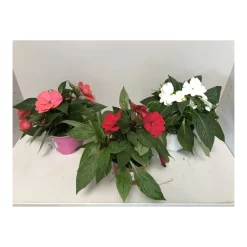 Plantiflor Edellieschen T12 versch Farben