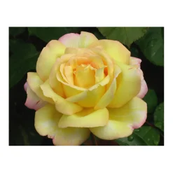 Plantiflor Edelrose Gelb Topf Durchmesser 19 cm