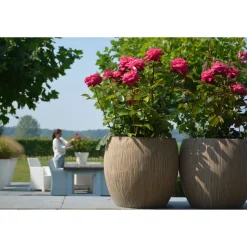 Plantiflor Edelrose Parfum de nature Topf Durchmesser 19 cm