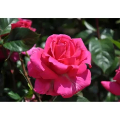 Plantiflor Edelrose Rosa Topf Durchmesser 19 cm