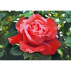 Plantiflor Edelrose rot Topf- Durchmesser 19 cm