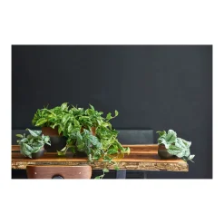 Plantiflor Efeutute Topf Durchmesser 12 cm