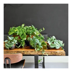 Plantiflor Efeutute Topf Durchmesser 12 cm