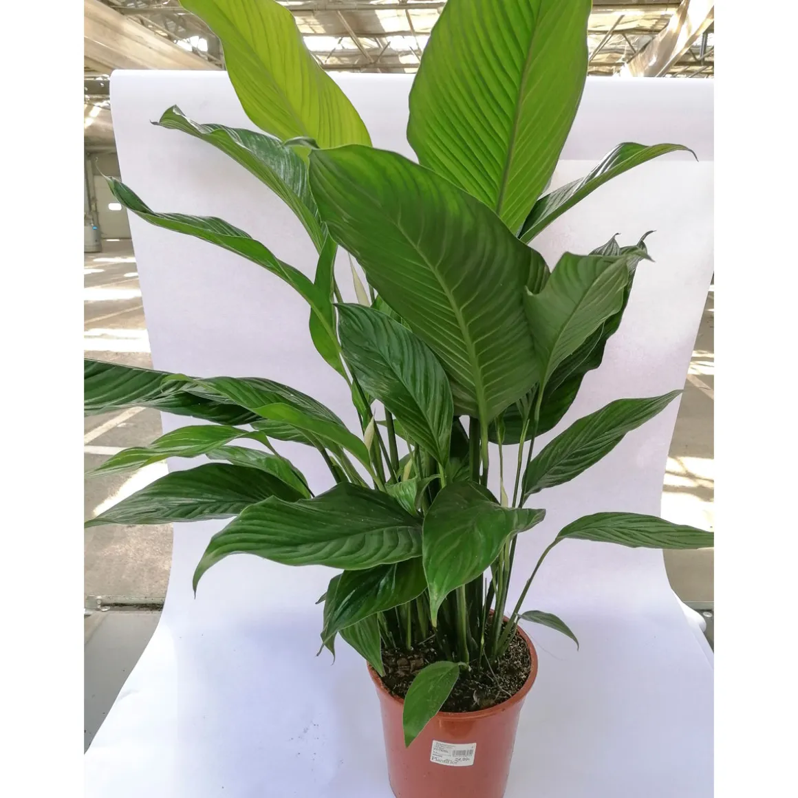 Plantiflor Einblatt Sweet Lauretta 90 cm T21