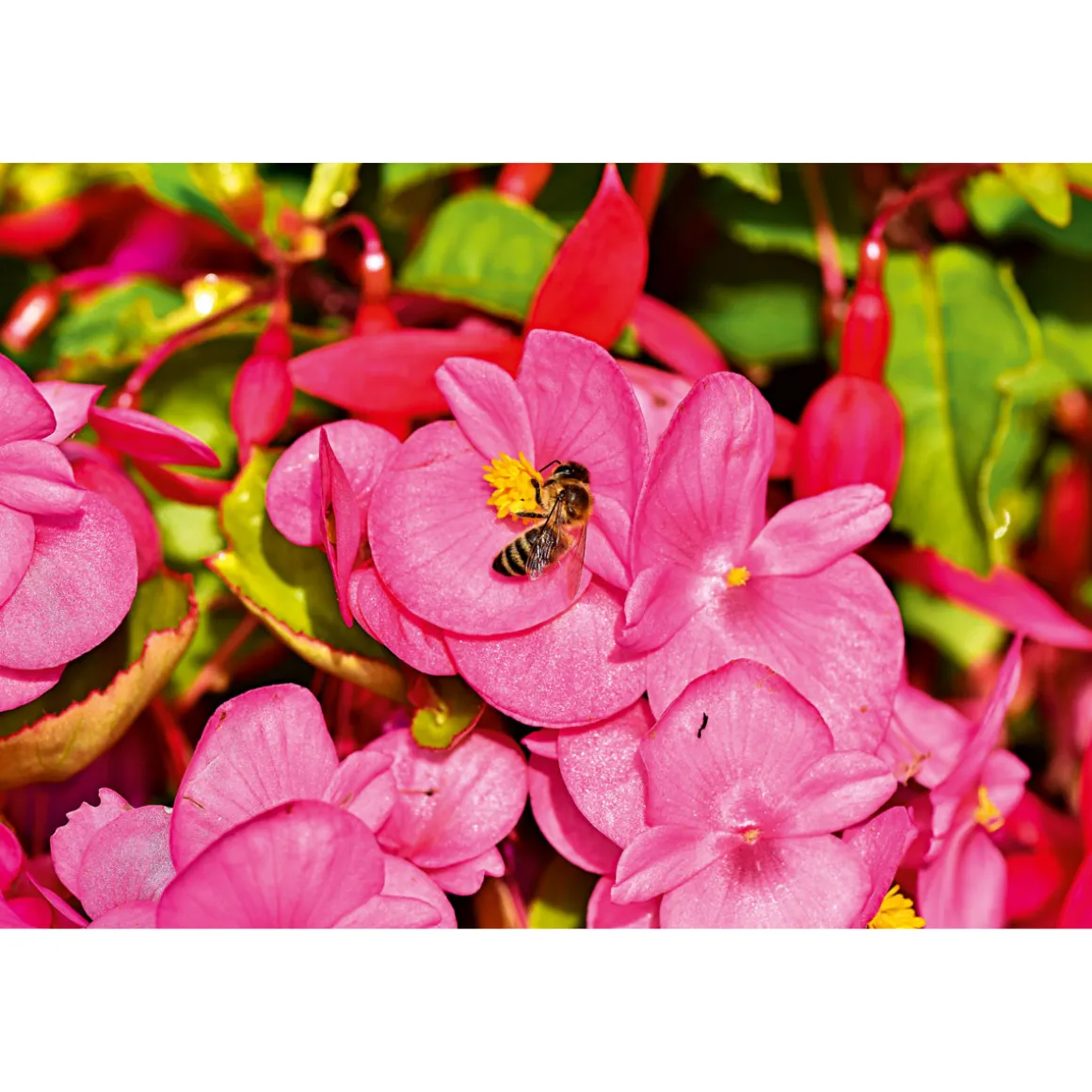 Plantiflor Eisbegonie Topf Durchmesser 10,5 cm