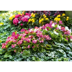 Plantiflor Eisbegonie Topf Durchmesser 10,5 cm