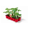 Plantiflor Erdbeeren verschiedene Sorten 10er-Pack