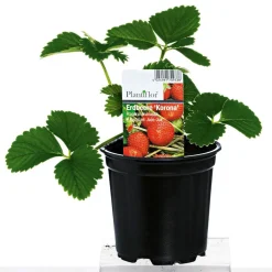 Plantiflor Erdbeerpflanzen verschiedene Sorten Topf Durchmesser 9,5 cm