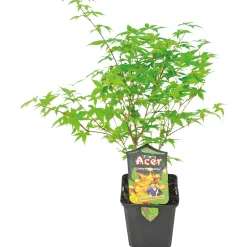 Plantiflor Fächerahorn im Topf Durchmesser 19 cm