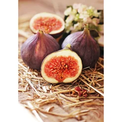 Plantiflor Feigenbaum im Topf Durchmesser 20 cm