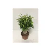 Plantiflor Ficus Natasja mit Stamm T12