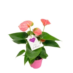 Plantiflor Flamingoblume Ton in Ton Topf- Durchmesser 10,5 cm