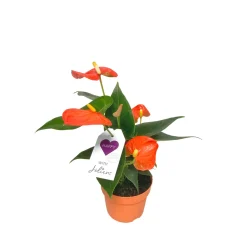 Plantiflor Flamingoblume Ton in Ton Topf- Durchmesser 10,5 cm
