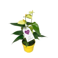 Plantiflor Flamingoblume Ton in Ton Topf- Durchmesser 10,5 cm