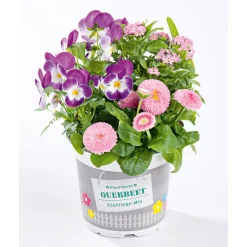 Plantiflor Frühlings-Mix Topf Durchmesser 13 cm