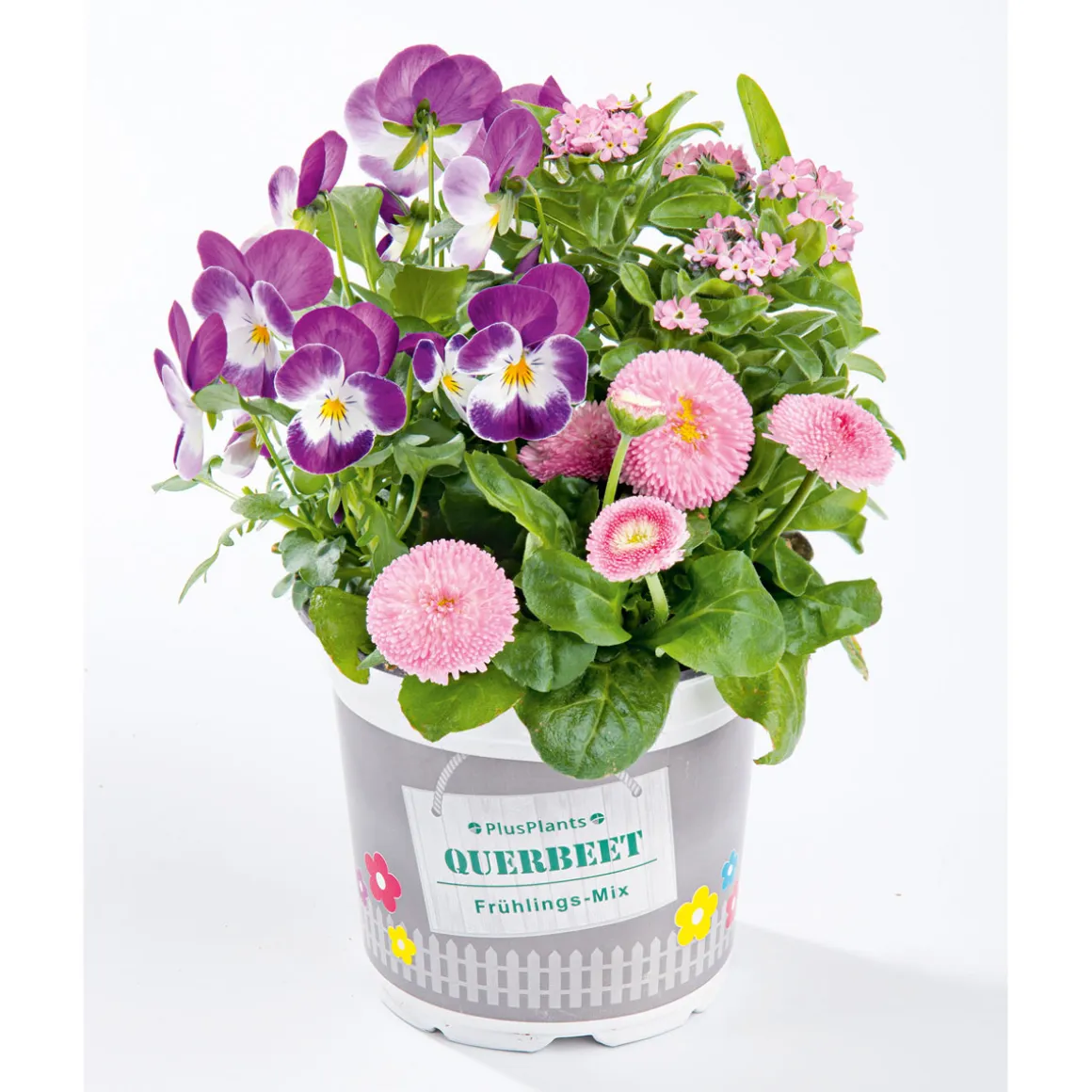 Plantiflor Frühlings-Mix Topf Durchmesser 13 cm