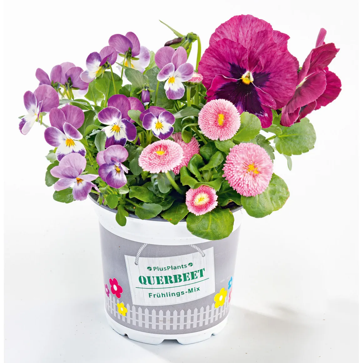 Plantiflor Frühlings-Mix Topf Durchmesser 13 cm