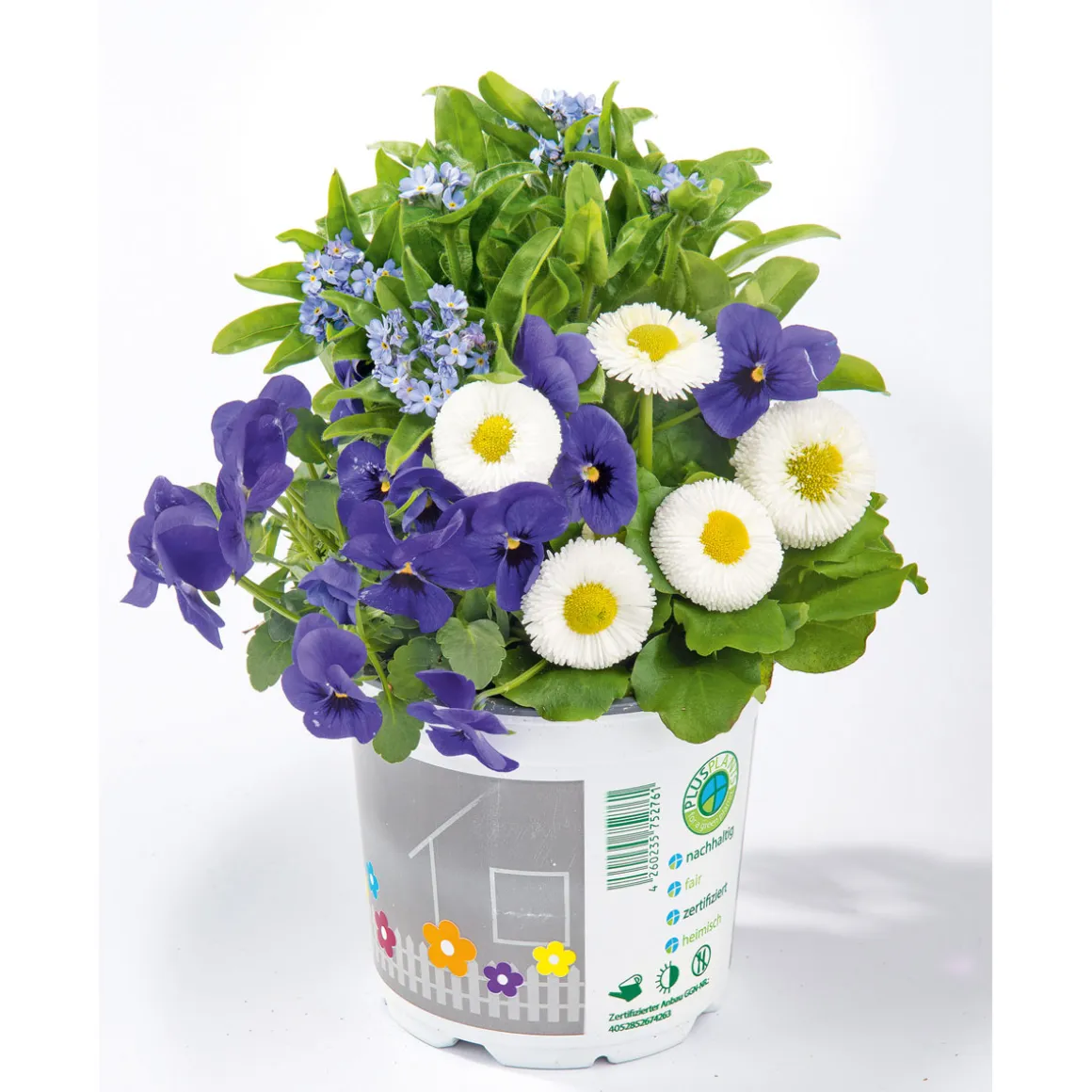 Plantiflor Frühlings-Mix Topf Durchmesser 13 cm