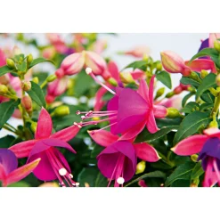 Plantiflor Fuchsie stehend Topf Durchmesser 12 cm
